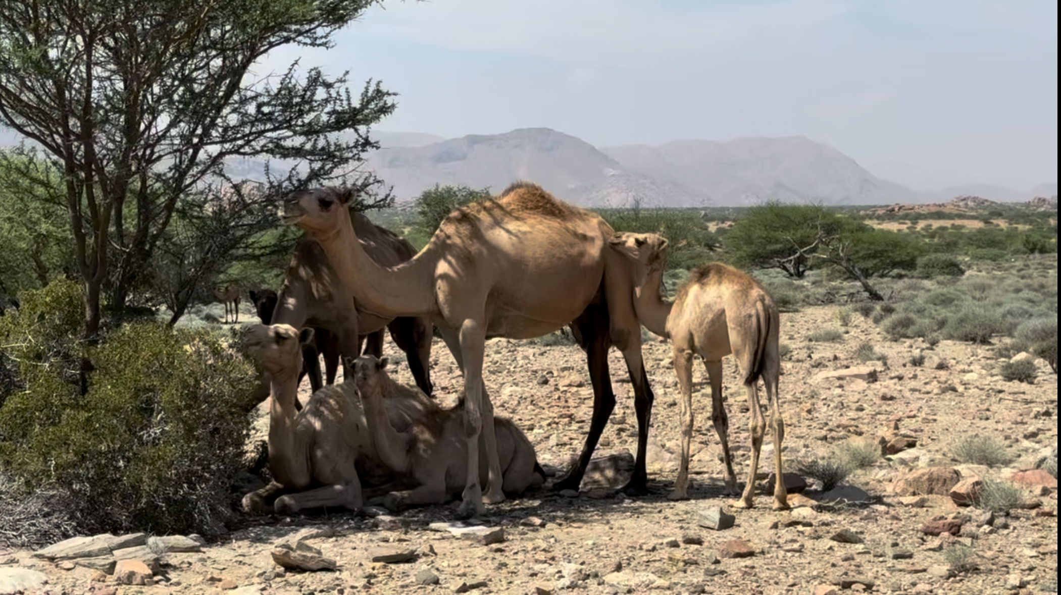 A camel herd resting under an acacia tree in Somaliland