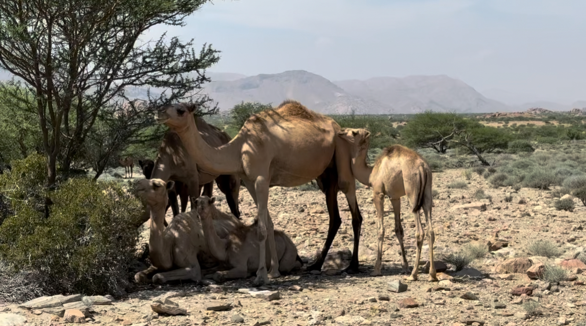 Camels grazing with mountains in the background