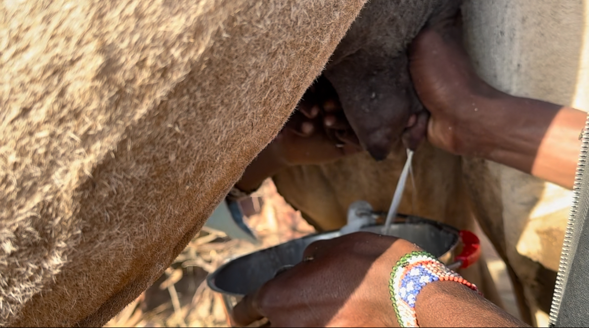 Closeup of camel milking, a traditional pastoral livelihood
