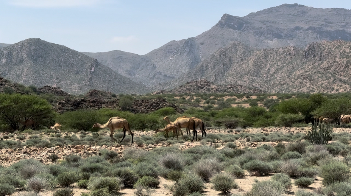 Camels grazing among acacia trees in the Somaliland highlands