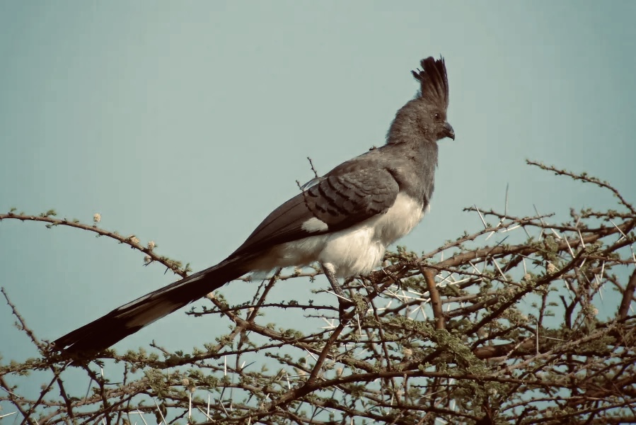 A Gobyahandhoore bird perched on an acacia branch